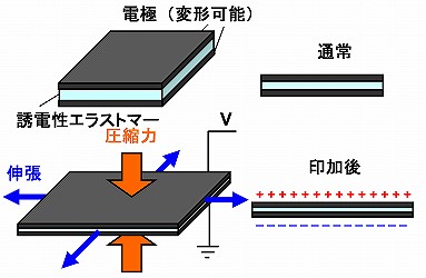 誘電アクチュエータ